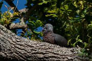 DPPhotography - Maderia - Trocaz pigeon - J