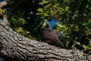 DPPhotography - Maderia - Trocaz pigeon - K
