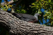 DPPhotography - Maderia - Trocaz pigeon - M