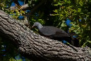 DPPhotography - Maderia - Trocaz pigeon - N