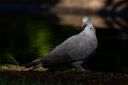 DPPhotography - Maderia - Trocaz pigeon - P