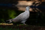 DPPhotography - Maderia - Trocaz pigeon - Q