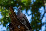 DPPhotography - Maderia - Trocaz pigeon - R