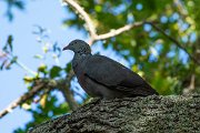DPPhotography - Maderia - Trocaz pigeon - V