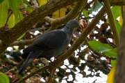 DPPhotography - Maderia - Trocaz pigeon - W