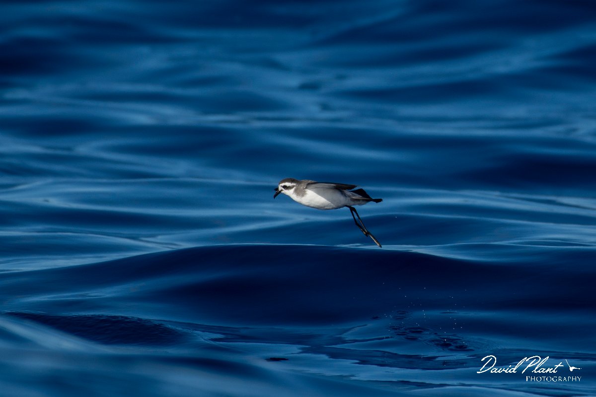 DPPhotography - Maderia - White-faced storm-petrel - A.jpg - White-faced storm-petrel - Ocean N of Madeira, Madeira