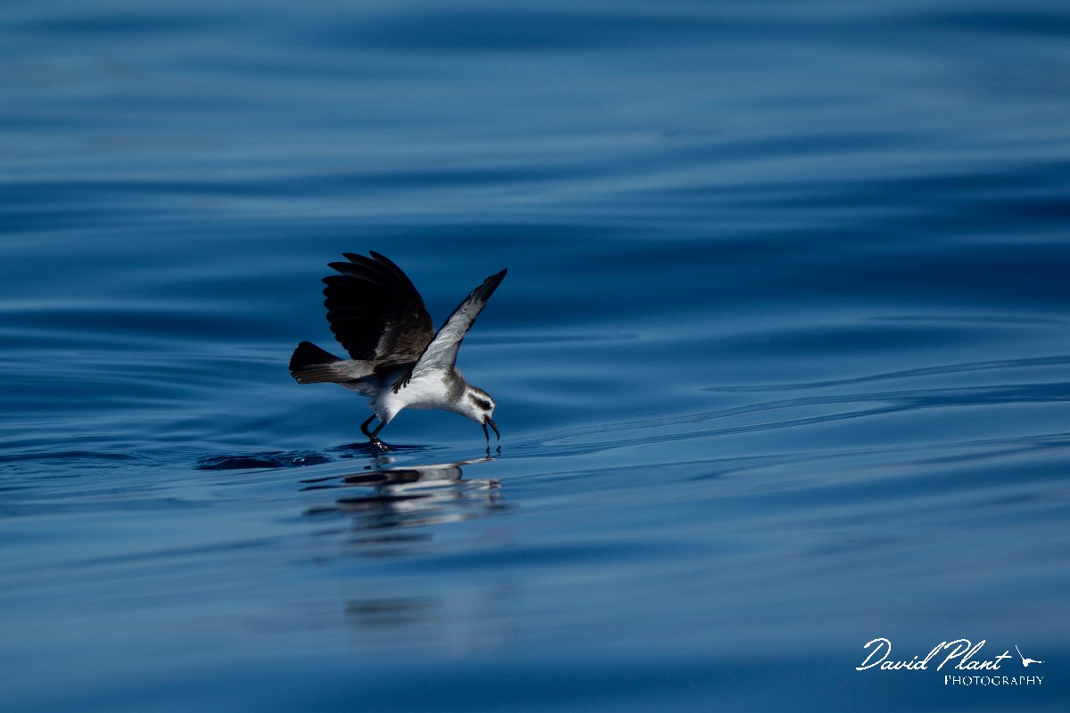 DPPhotography - Maderia - White-faced storm-petrel - AA.jpg - White-faced storm-petrel - Ocean SE of Madeira, Madeira
