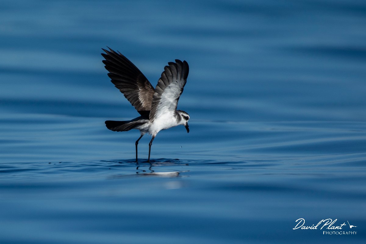 DPPhotography - Maderia - White-faced storm-petrel - AB.jpg - White-faced storm-petrel - Ocean SE of Madeira, Madeira