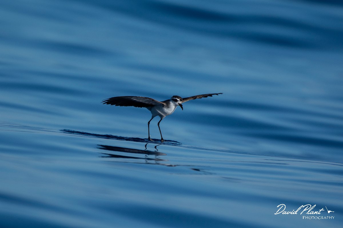 DPPhotography - Maderia - White-faced storm-petrel - AC.jpg - White-faced storm-petrel - Ocean SE of Madeira, Madeira