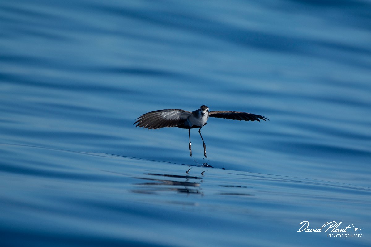 DPPhotography - Maderia - White-faced storm-petrel - AD.jpg - White-faced storm-petrel - Ocean SE of Madeira, Madeira
