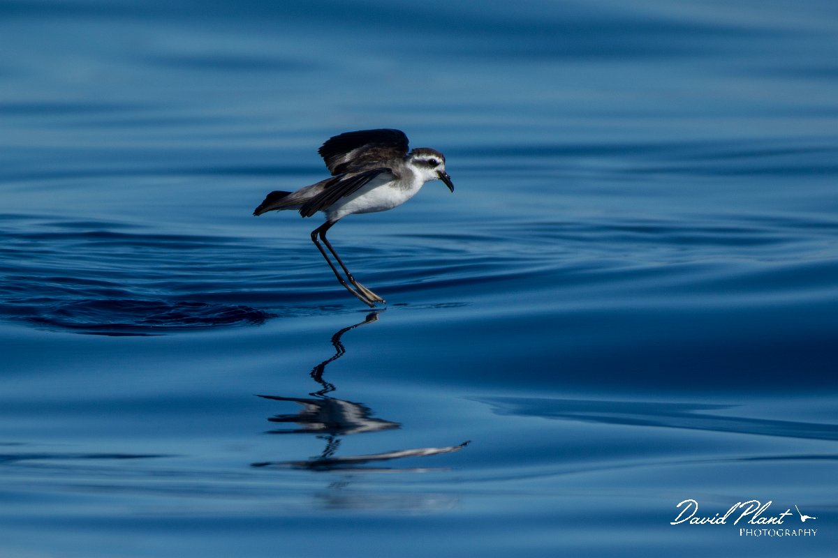 DPPhotography - Maderia - White-faced storm-petrel - AE.jpg - White-faced storm-petrel - Ocean SE of Madeira, Madeira