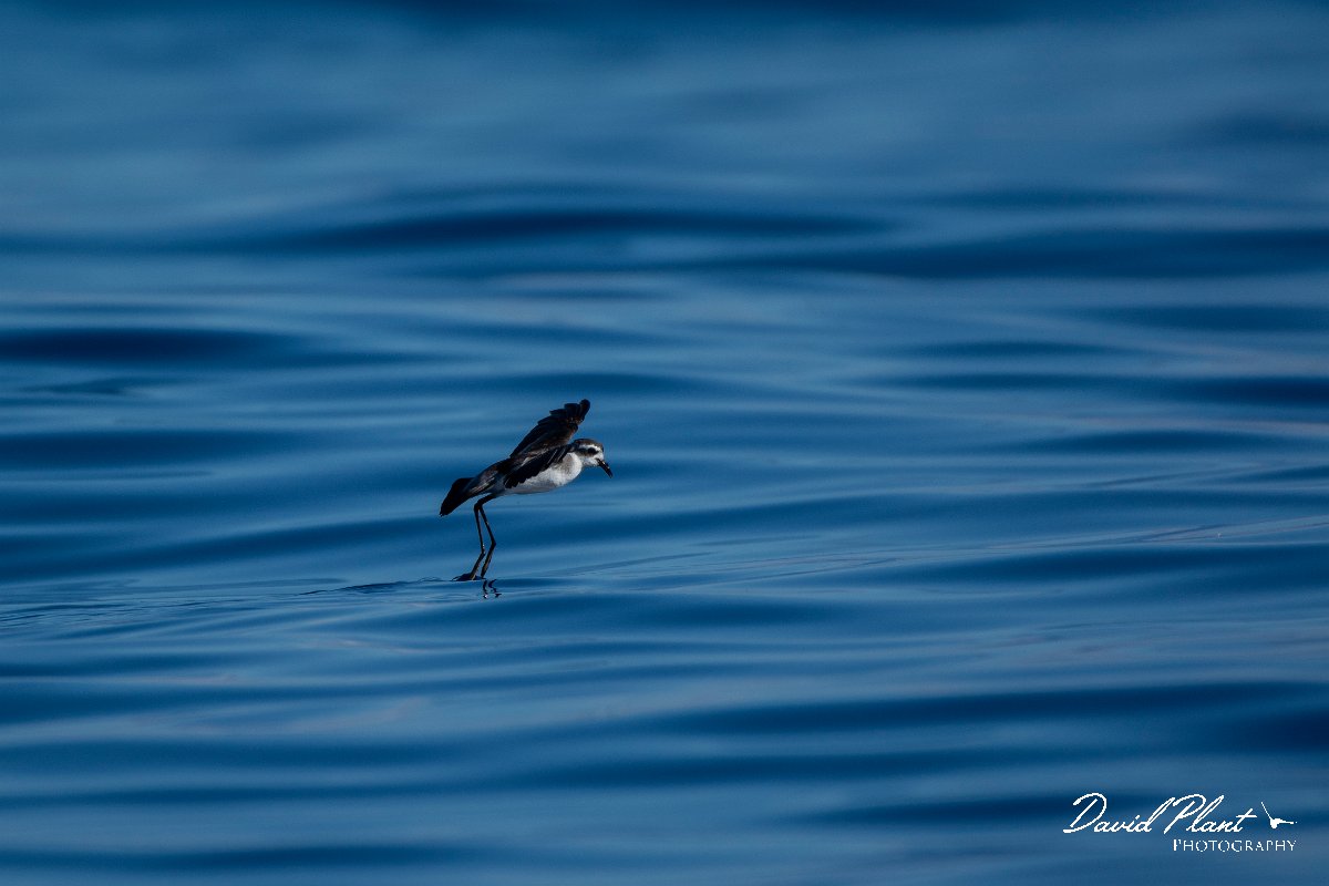 DPPhotography - Maderia - White-faced storm-petrel - AF.jpg - White-faced storm-petrel - Ocean SE of Madeira, Madeira