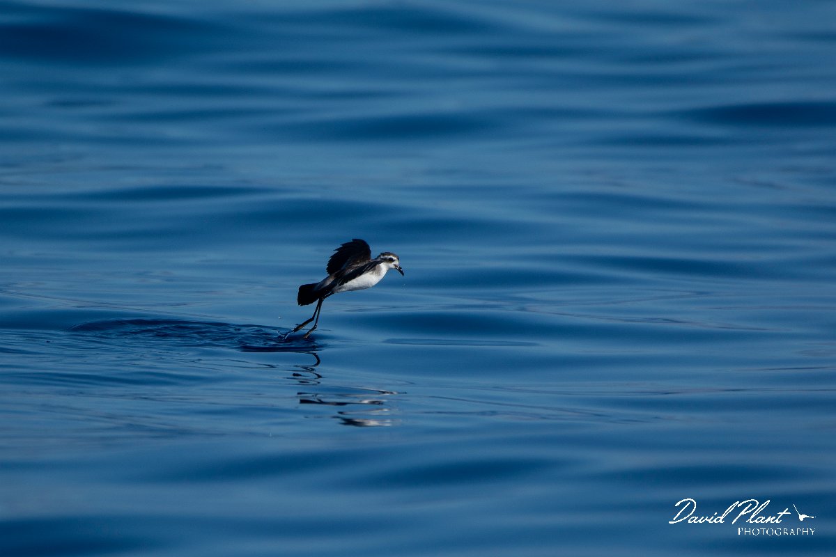 DPPhotography - Maderia - White-faced storm-petrel - AG.jpg - White-faced storm-petrel - Ocean SE of Madeira, Madeira