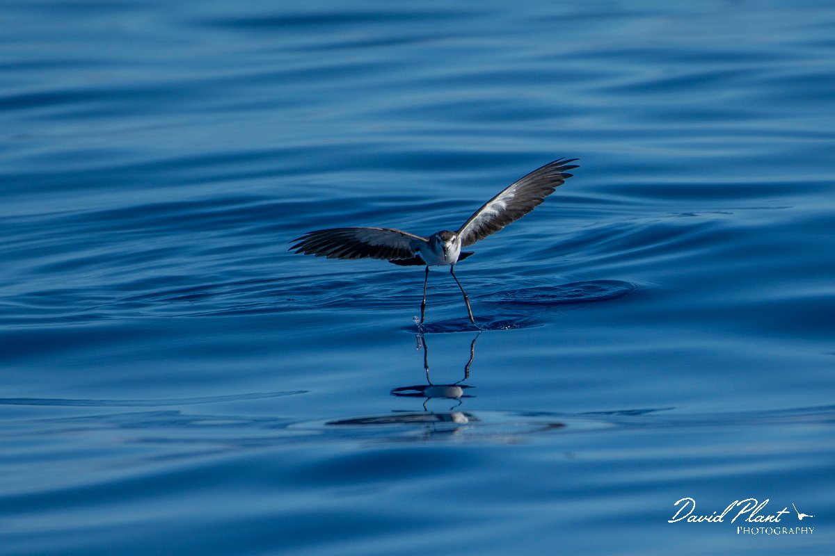 DPPhotography - Maderia - White-faced storm-petrel - AI.jpg - White-faced storm-petrel - Ocean SE of Madeira, Madeira