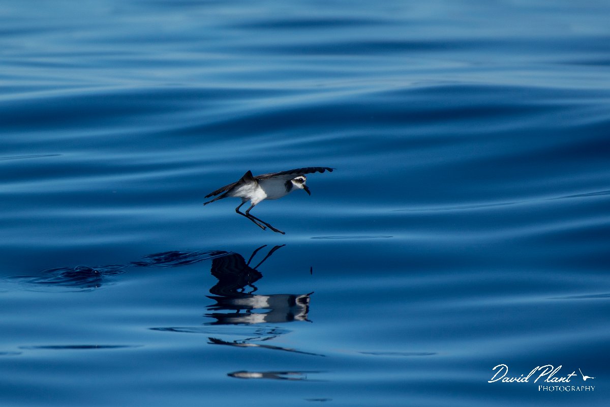 DPPhotography - Maderia - White-faced storm-petrel - AJ.jpg - White-faced storm-petrel - Ocean SE of Madeira, Madeira