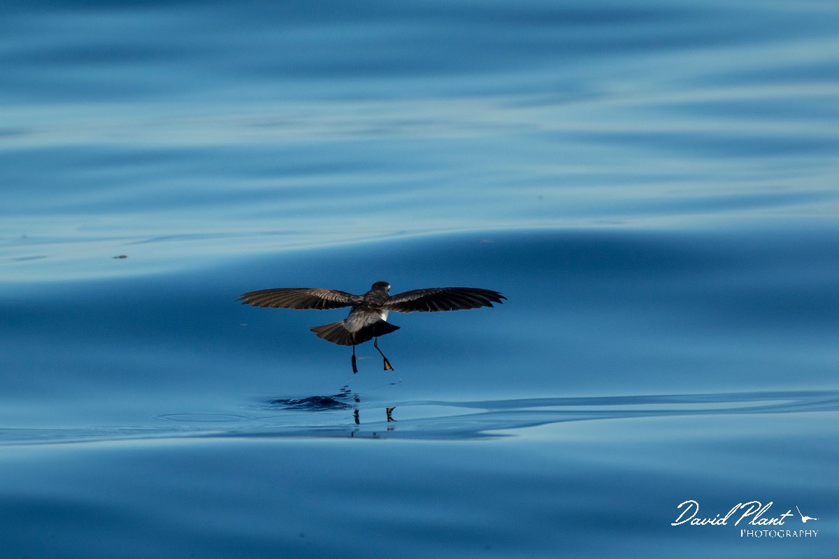 DPPhotography - Maderia - White-faced storm-petrel - AL.jpg - White-faced storm-petrel - Ocean SE of Madeira, Madeira