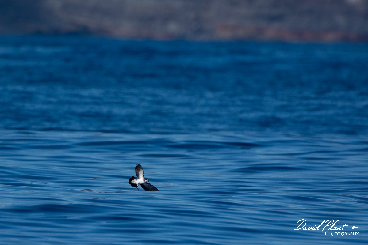 DPPhotography - Maderia - White-faced storm-petrel - AM.jpg - White-faced storm-petrel - Ocean SE of Madeira, Madeira