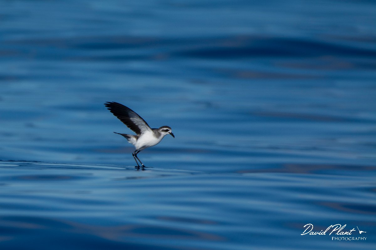 DPPhotography - Maderia - White-faced storm-petrel - AN.jpg - White-faced storm-petrel - Ocean SE of Madeira, Madeira