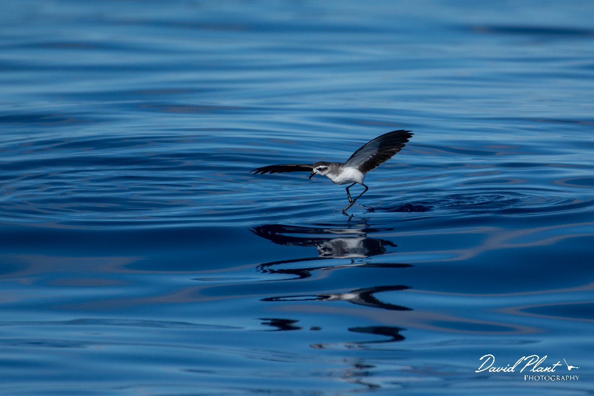 DPPhotography - Maderia - White-faced storm-petrel - AO.jpg - White-faced storm-petrel - Ocean SE of Madeira, Madeira