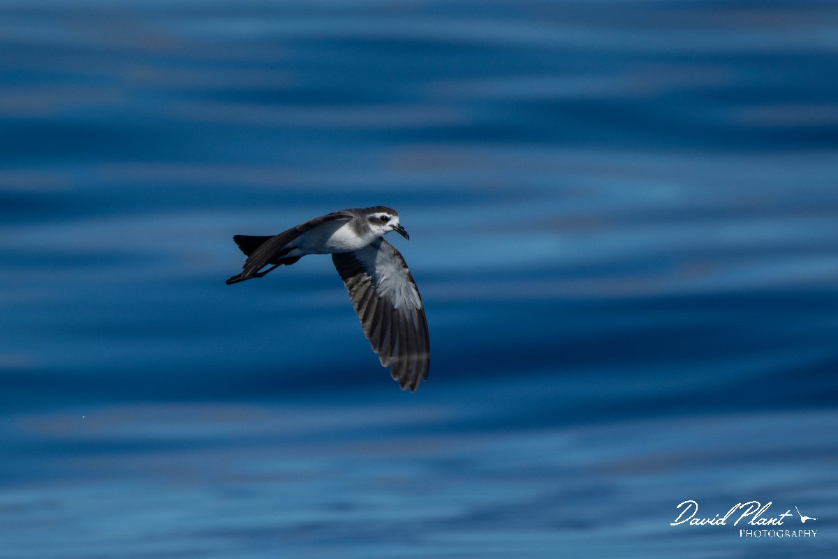 DPPhotography - Maderia - White-faced storm-petrel - AP.jpg - White-faced storm-petrel - Ocean SE of Madeira, Madeira
