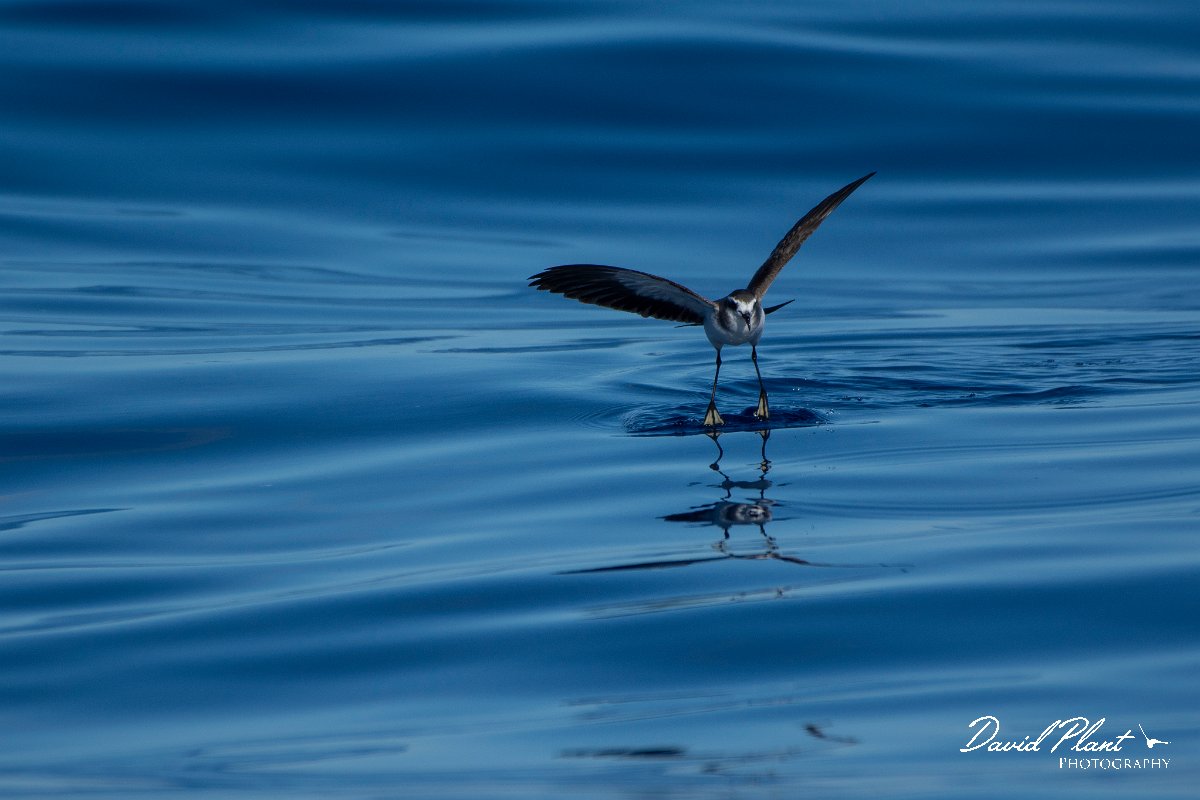 DPPhotography - Maderia - White-faced storm-petrel - AQ.jpg - White-faced storm-petrel - Ocean SE of Madeira, Madeira