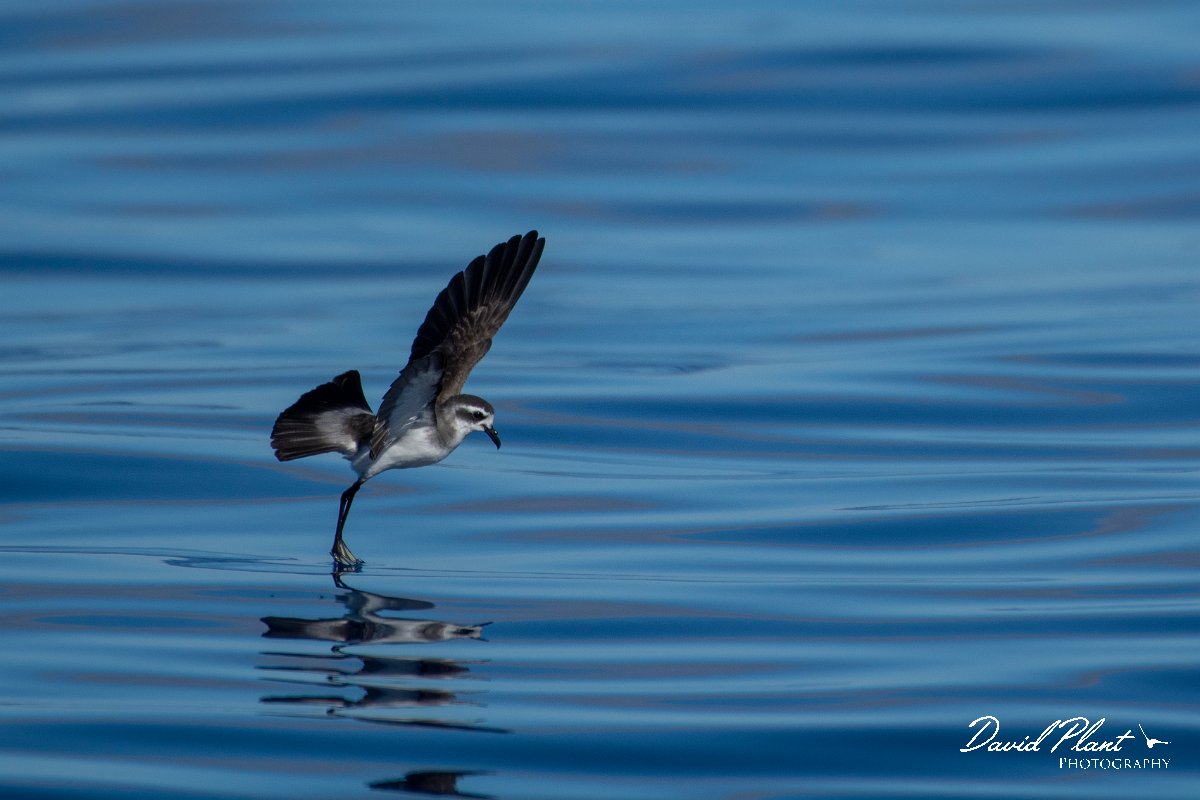 DPPhotography - Maderia - White-faced storm-petrel - AR.jpg - White-faced storm-petrel - Ocean SE of Madeira, Madeira