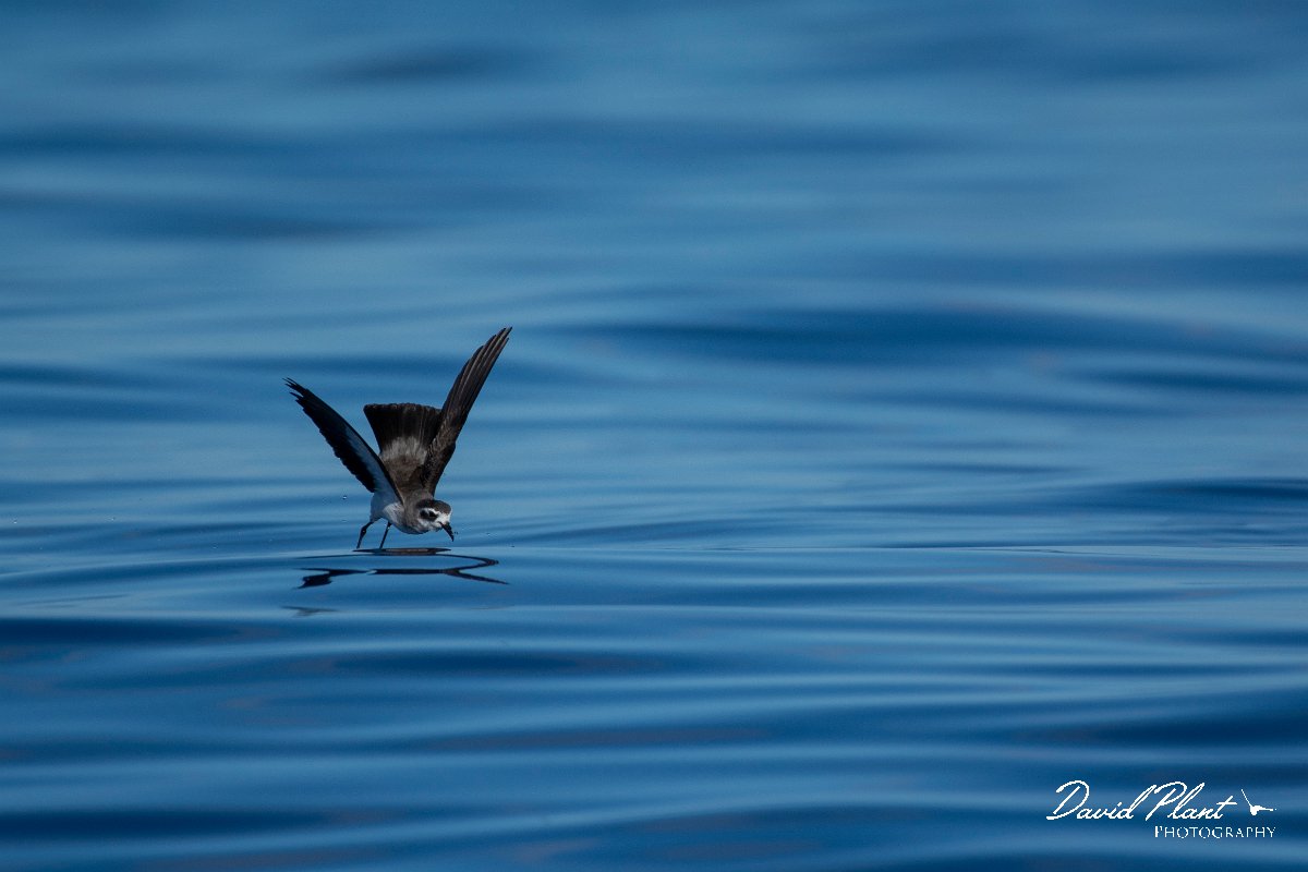 DPPhotography - Maderia - White-faced storm-petrel - AS.jpg - White-faced storm-petrel - Ocean SE of Madeira, Madeira