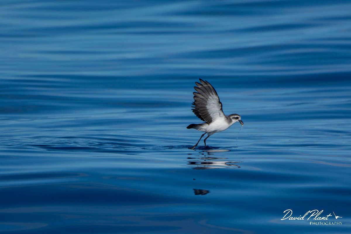 DPPhotography - Maderia - White-faced storm-petrel - AT.jpg - White-faced storm-petrel - Ocean SE of Madeira, Madeira