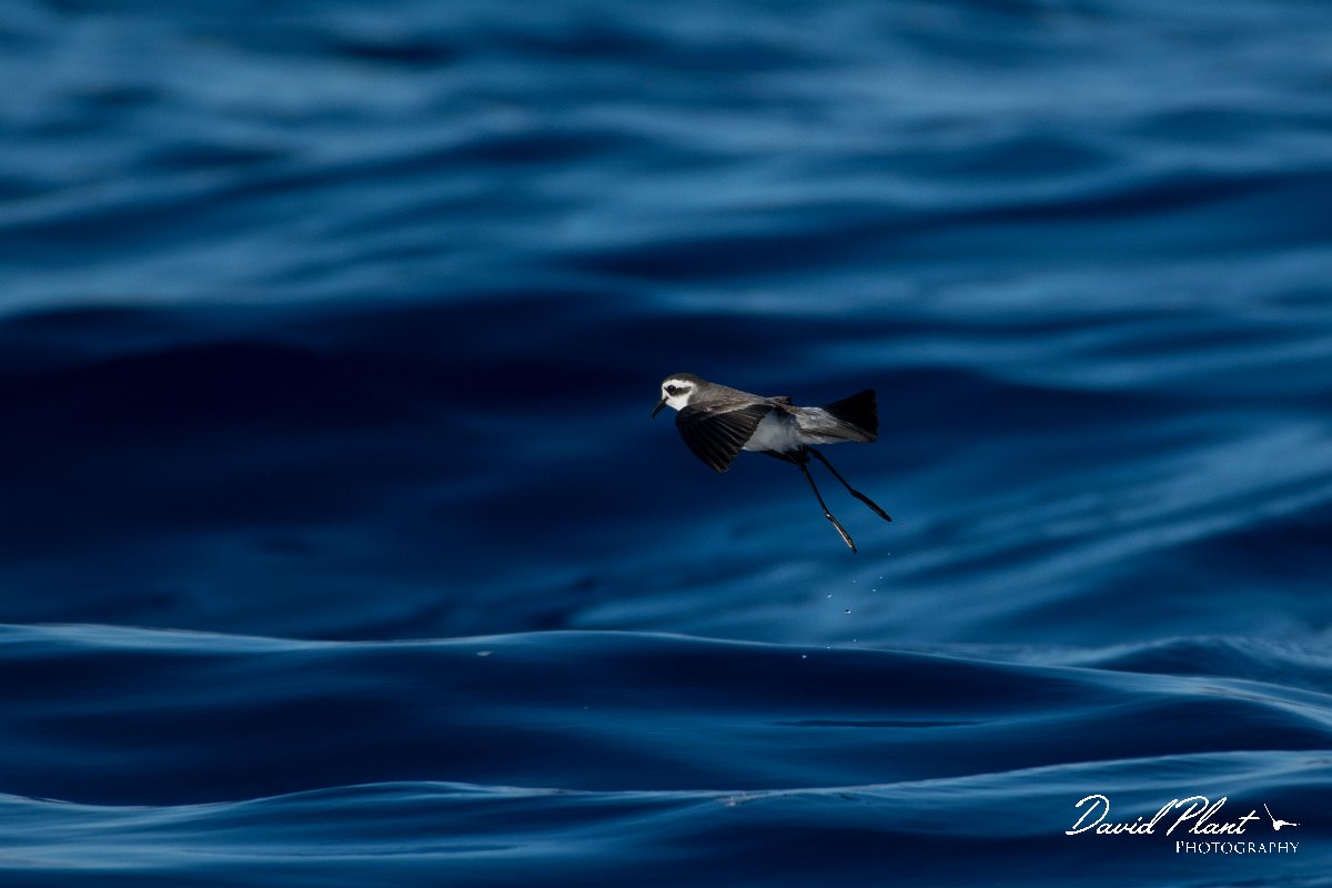 DPPhotography - Maderia - White-faced storm-petrel - B.jpg - White-faced storm-petrel - Ocean N of Madeira, Madeira