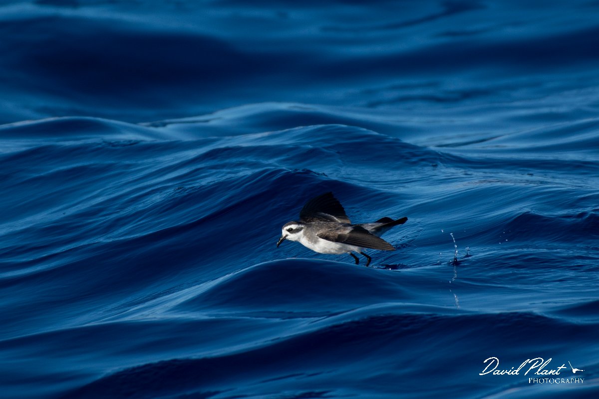 DPPhotography - Maderia - White-faced storm-petrel - C.jpg - White-faced storm-petrel - Ocean N of Madeira, Madeira