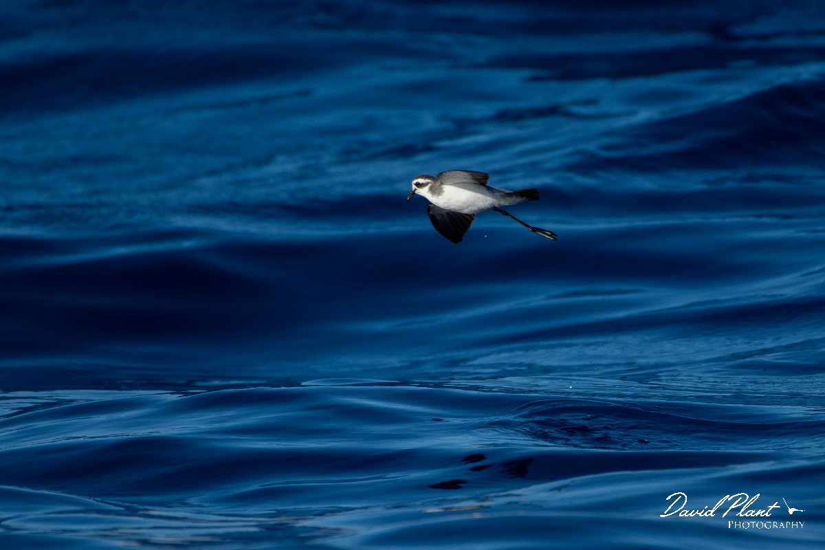 DPPhotography - Maderia - White-faced storm-petrel - D.jpg - White-faced storm-petrel - Ocean N of Madeira, Madeira