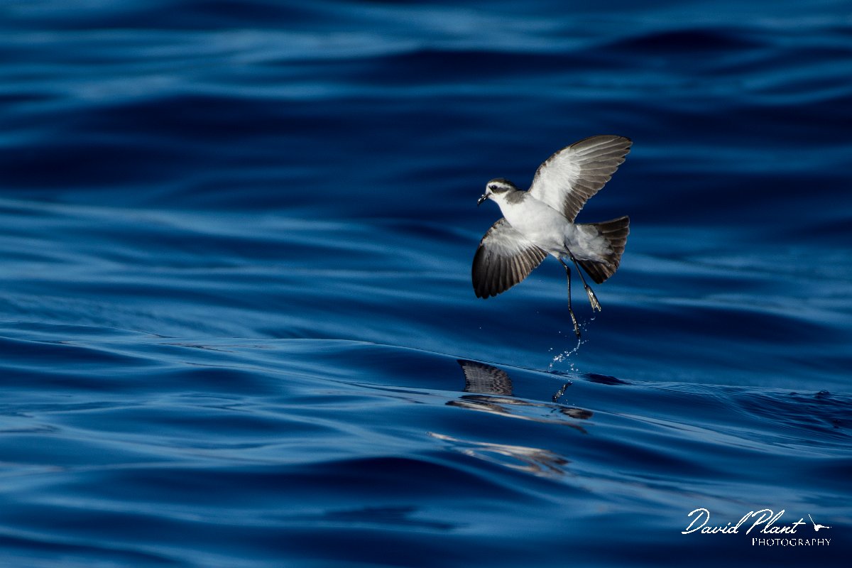 DPPhotography - Maderia - White-faced storm-petrel - E.jpg - White-faced storm-petrel - Ocean N of Madeira, Madeira