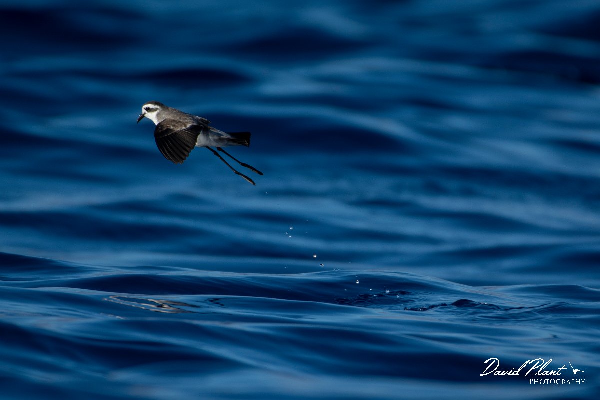 DPPhotography - Maderia - White-faced storm-petrel - F.jpg - White-faced storm-petrel - Ocean N of Madeira, Madeira