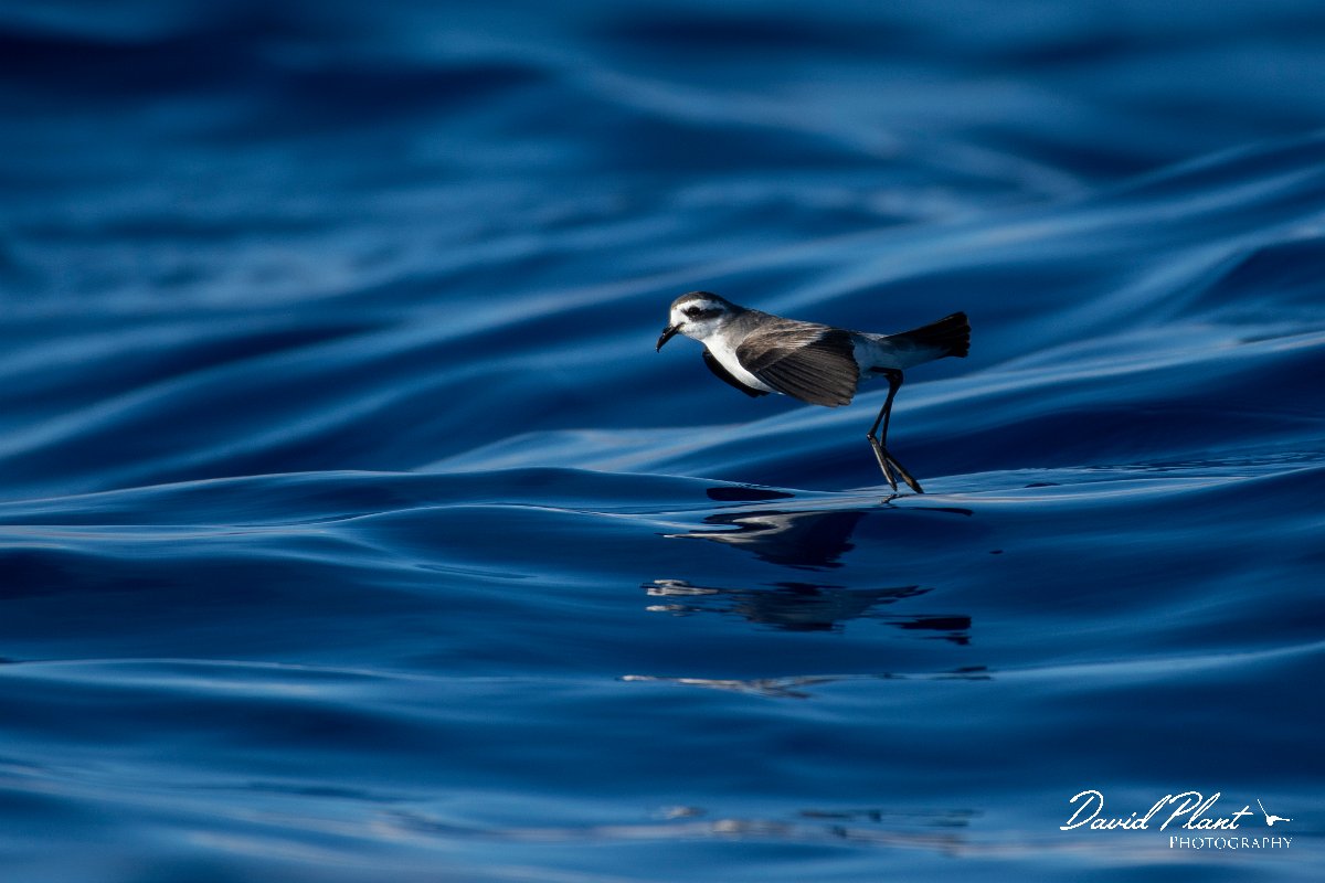 DPPhotography - Maderia - White-faced storm-petrel - G.jpg - White-faced storm-petrel - Ocean N of Madeira, Madeira