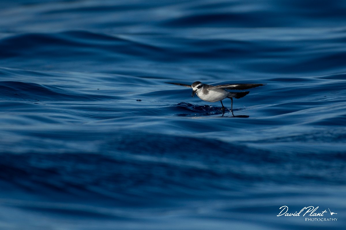 DPPhotography - Maderia - White-faced storm-petrel - H.jpg - White-faced storm-petrel - Ocean N of Madeira, Madeira