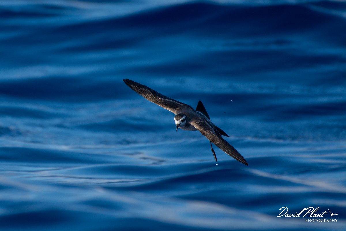 DPPhotography - Maderia - White-faced storm-petrel - I.jpg - White-faced storm-petrel - Ocean N of Madeira, Madeira