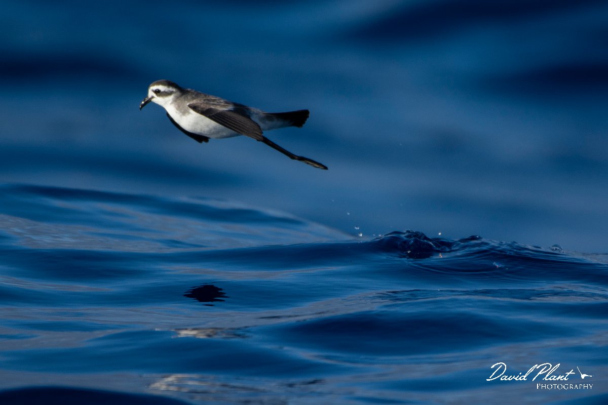 DPPhotography - Maderia - White-faced storm-petrel - J.jpg - White-faced storm-petrel - Ocean N of Madeira, Madeira