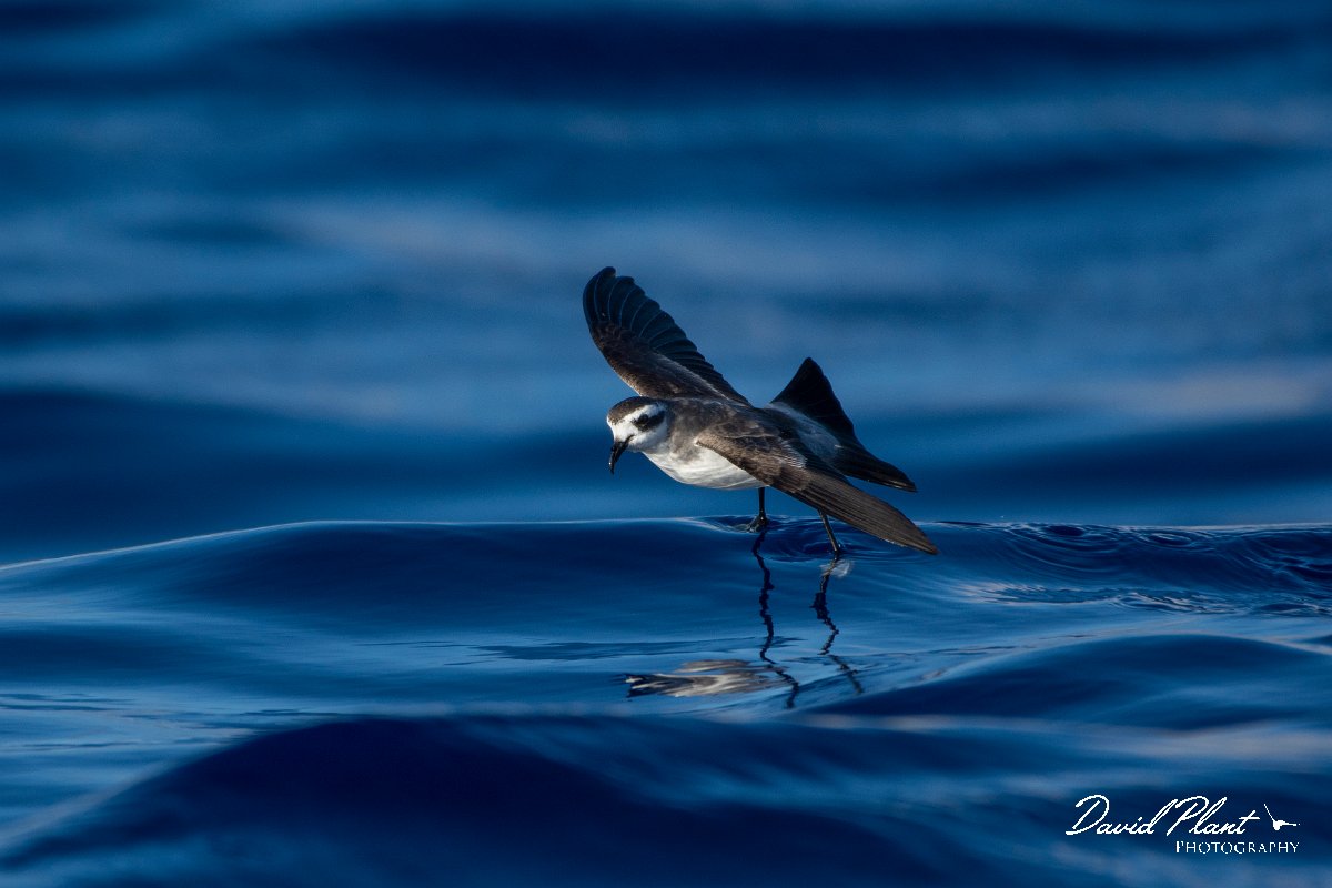 DPPhotography - Maderia - White-faced storm-petrel - K.jpg - White-faced storm-petrel - Ocean N of Madeira, Madeira