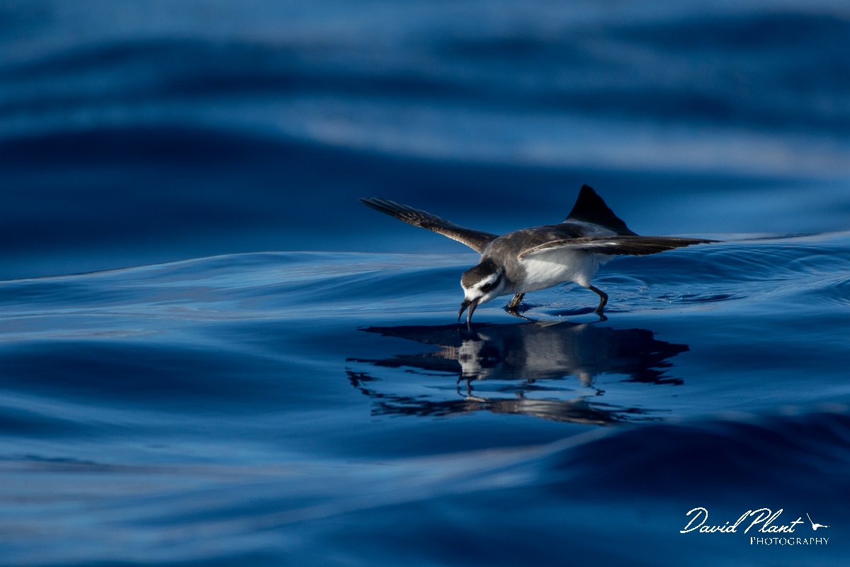 DPPhotography - Maderia - White-faced storm-petrel - L.jpg - White-faced storm-petrel - Ocean N of Madeira, Madeira