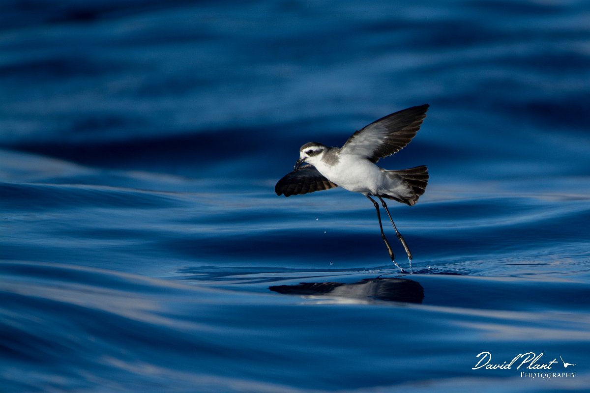 DPPhotography - Maderia - White-faced storm-petrel - M.jpg - White-faced storm-petrel - Ocean N of Madeira, Madeira