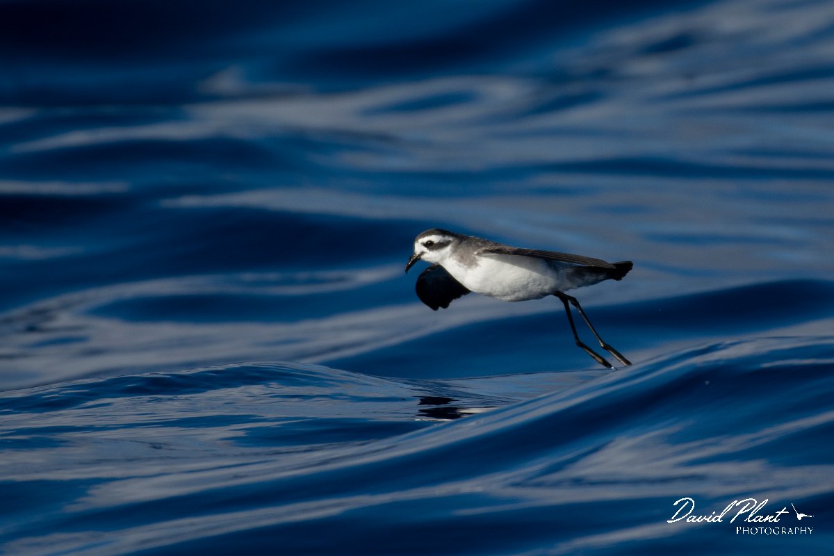 DPPhotography - Maderia - White-faced storm-petrel - N.jpg - White-faced storm-petrel - Ocean N of Madeira, Madeira