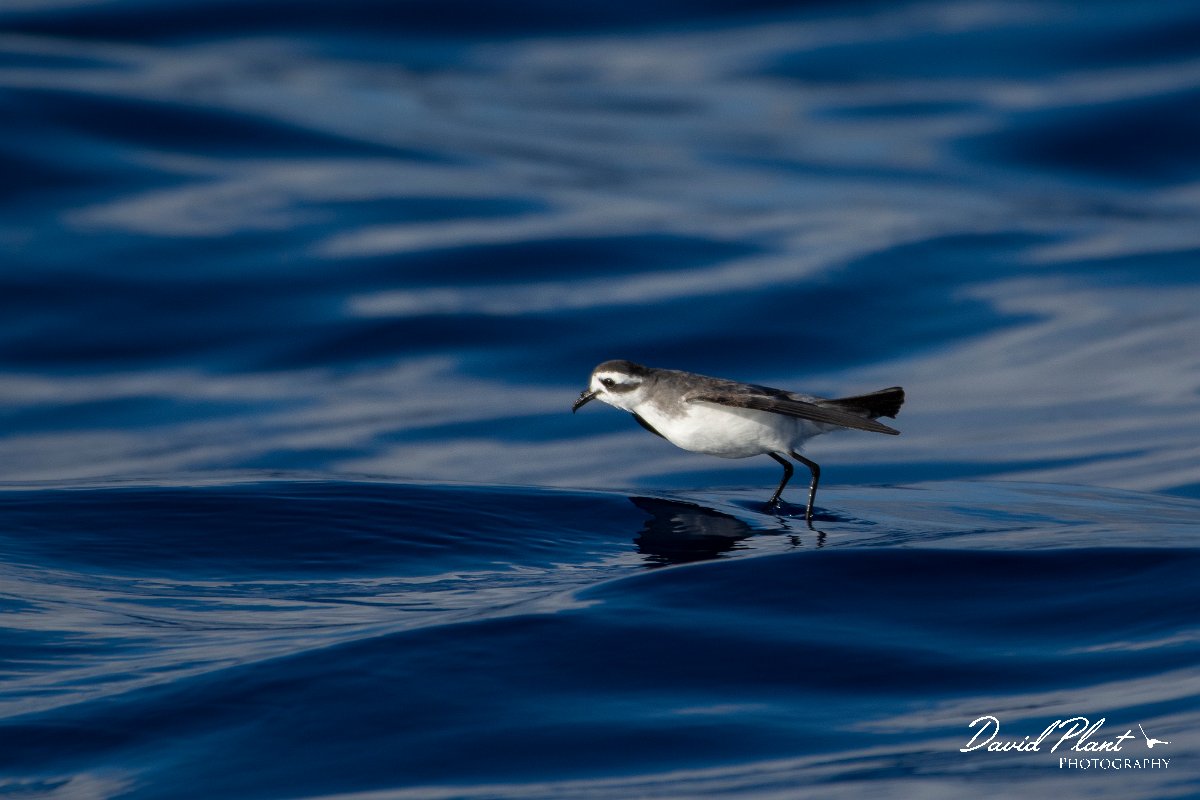 DPPhotography - Maderia - White-faced storm-petrel - O.jpg - White-faced storm-petrel - Ocean N of Madeira, Madeira