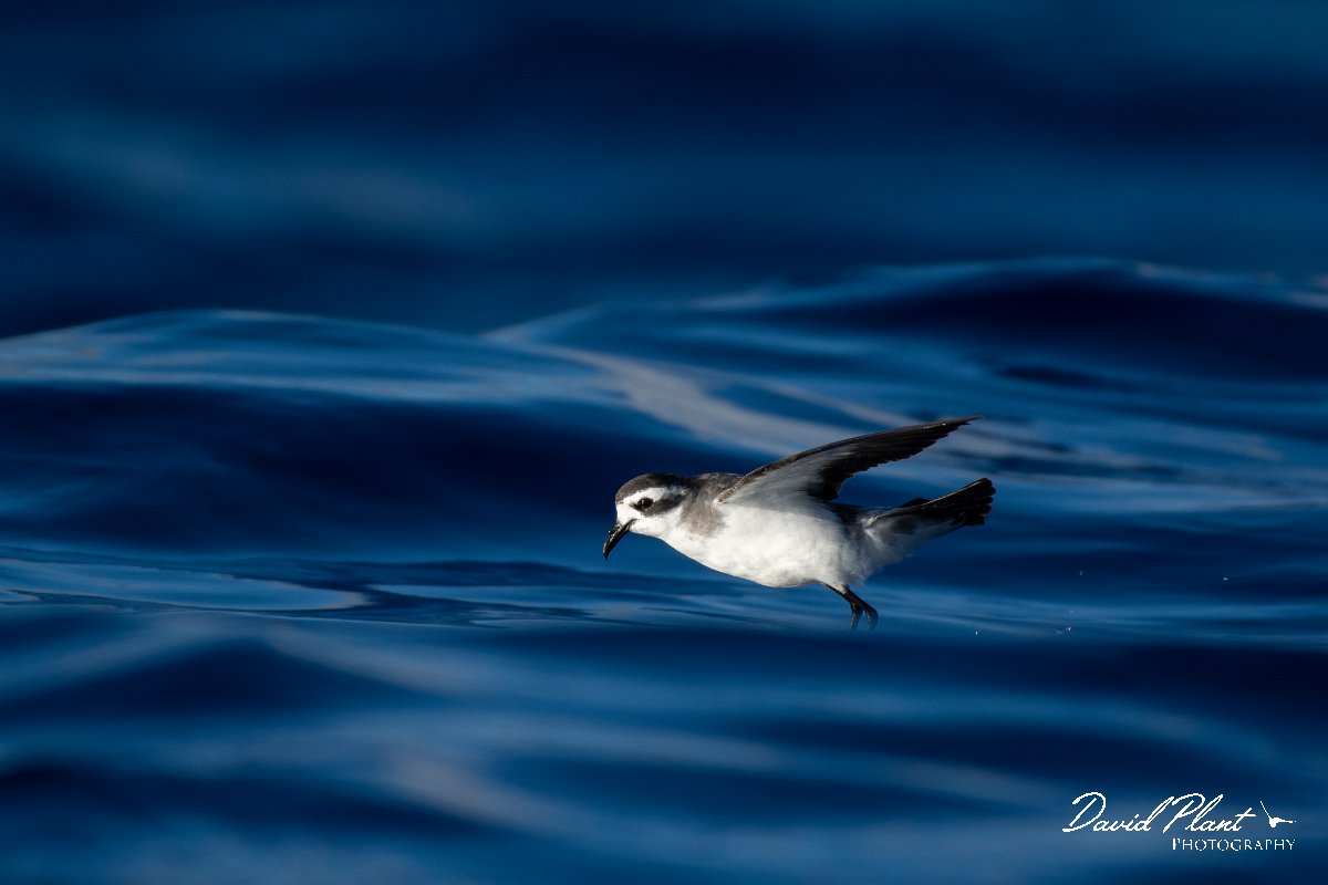DPPhotography - Maderia - White-faced storm-petrel - P.jpg - White-faced storm-petrel - Ocean N of Madeira, Madeira