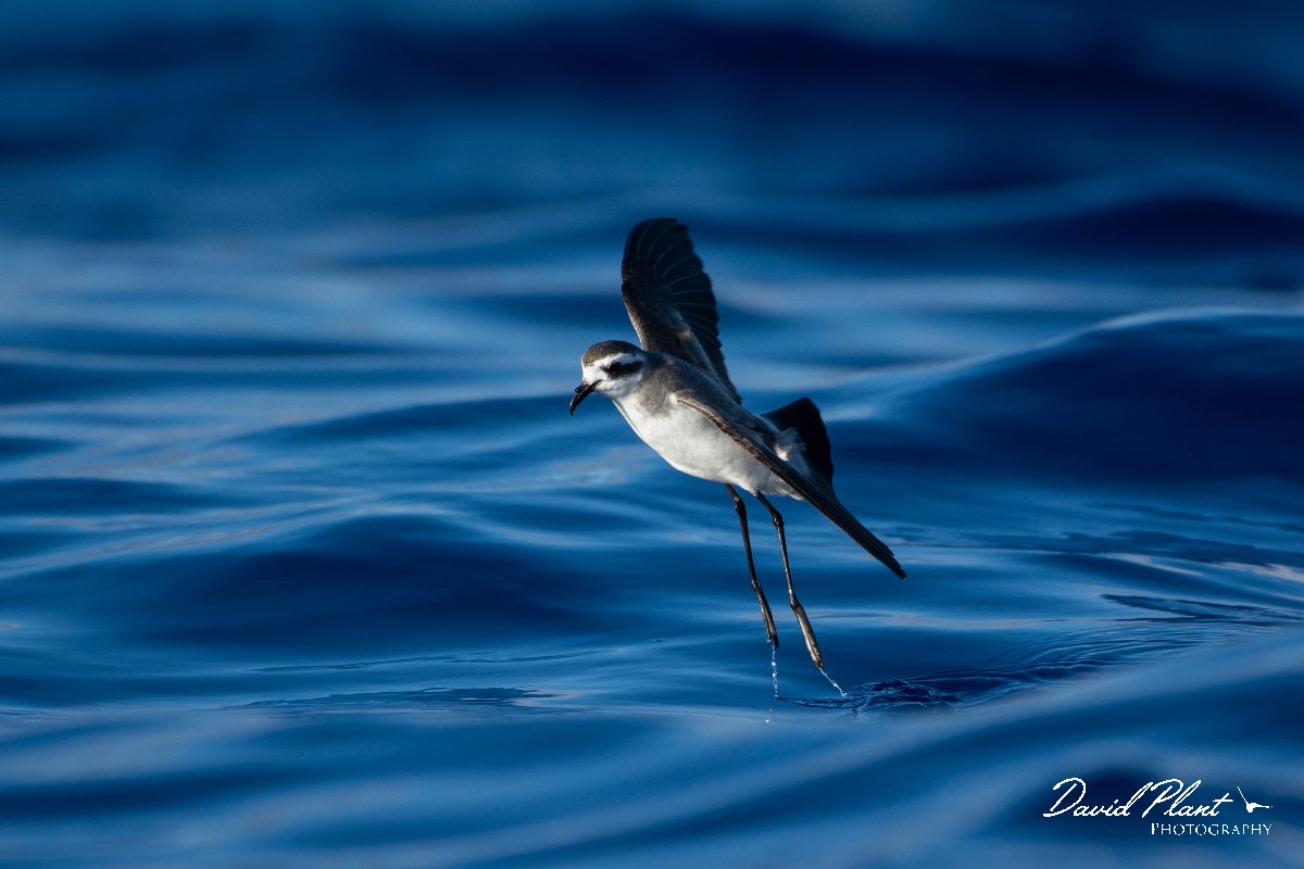 DPPhotography - Maderia - White-faced storm-petrel - Q.jpg - White-faced storm-petrel - Ocean N of Madeira, Madeira