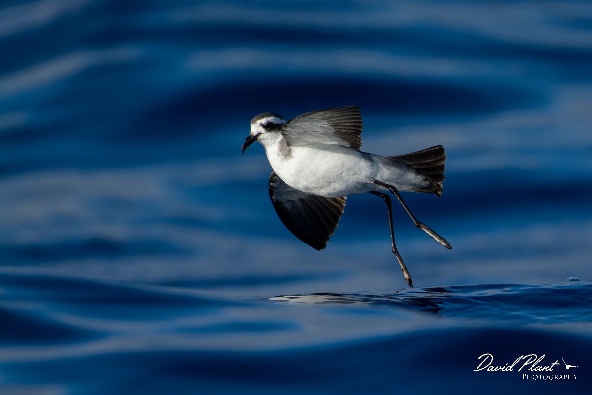 DPPhotography - Maderia - White-faced storm-petrel - R.jpg - White-faced storm-petrel - Ocean N of Madeira, Madeira