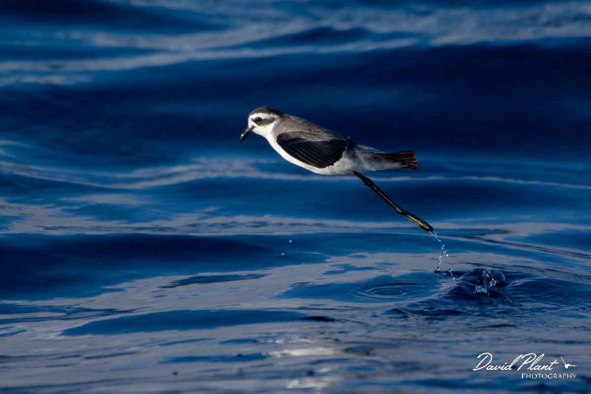 DPPhotography - Maderia - White-faced storm-petrel - S.jpg - White-faced storm-petrel - Ocean N of Madeira, Madeira