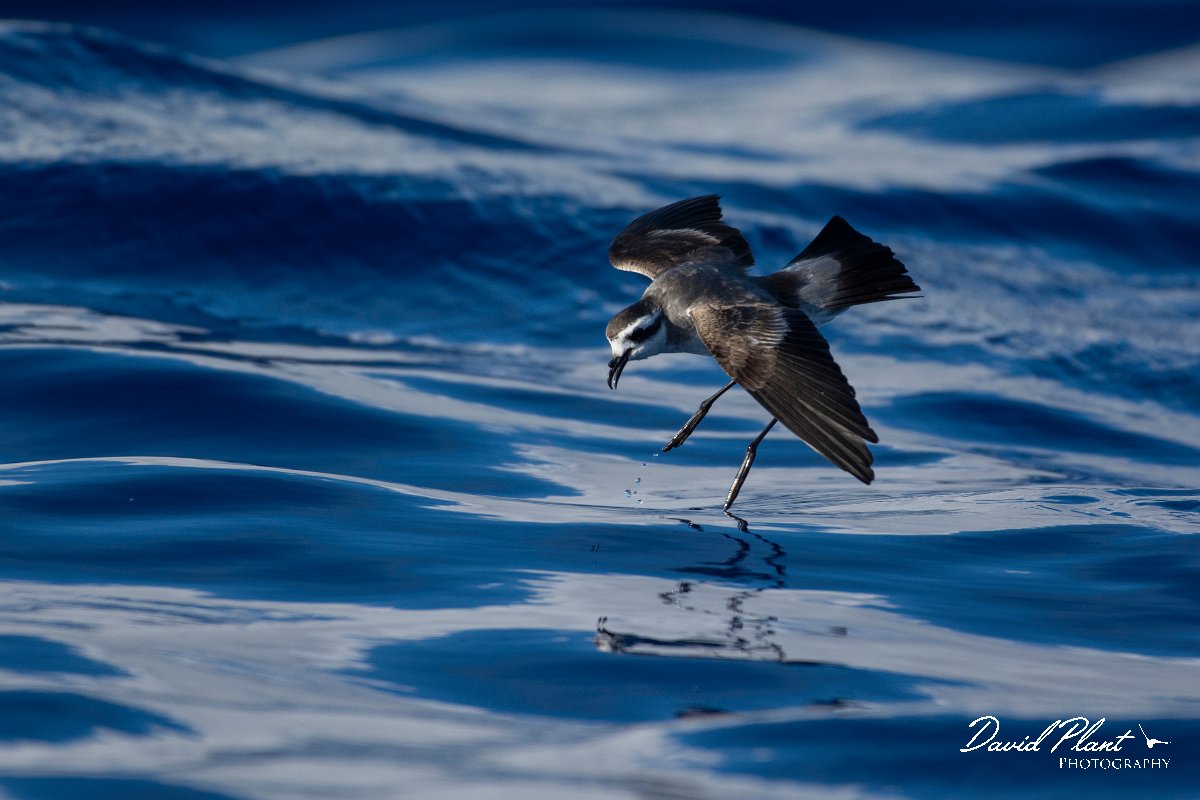 DPPhotography - Maderia - White-faced storm-petrel - T.jpg - White-faced storm-petrel - Ocean N of Madeira, Madeira