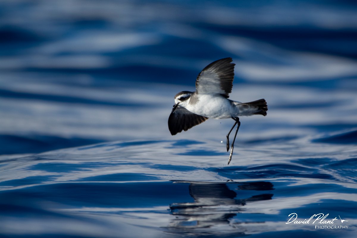 DPPhotography - Maderia - White-faced storm-petrel - U.jpg - White-faced storm-petrel - Ocean N of Madeira, Madeira