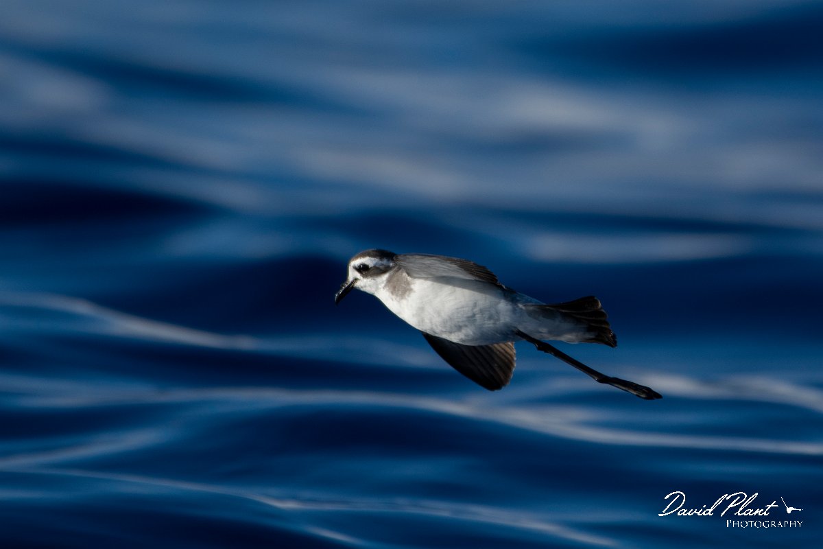 DPPhotography - Maderia - White-faced storm-petrel - V.jpg - White-faced storm-petrel - Ocean N of Madeira, Madeira