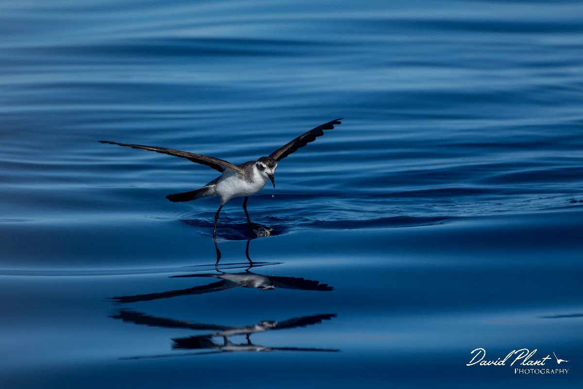 DPPhotography - Maderia - White-faced storm-petrel - X.jpg - White-faced storm-petrel - Ocean SE of Madeira, Madeira